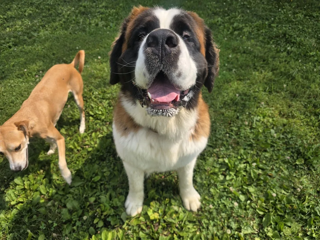 Ruthie outside in the grass with a second dog nearby.